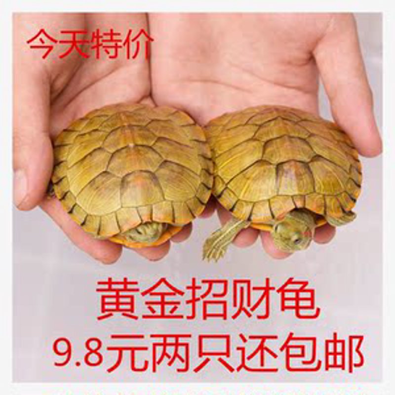 招财龟：如何让它的风水真正为你带来好运？