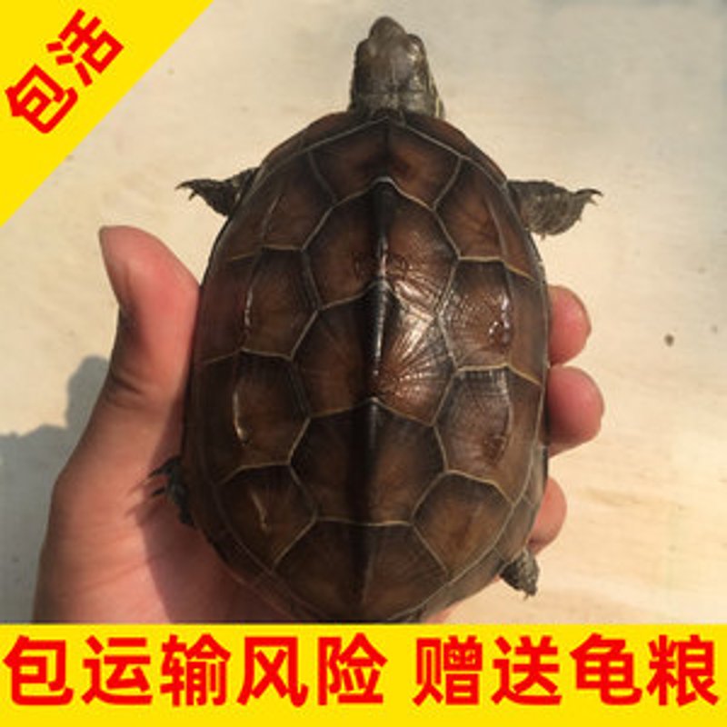 招财龟的价格如何?购买一只龟类宠物是否值得投资?