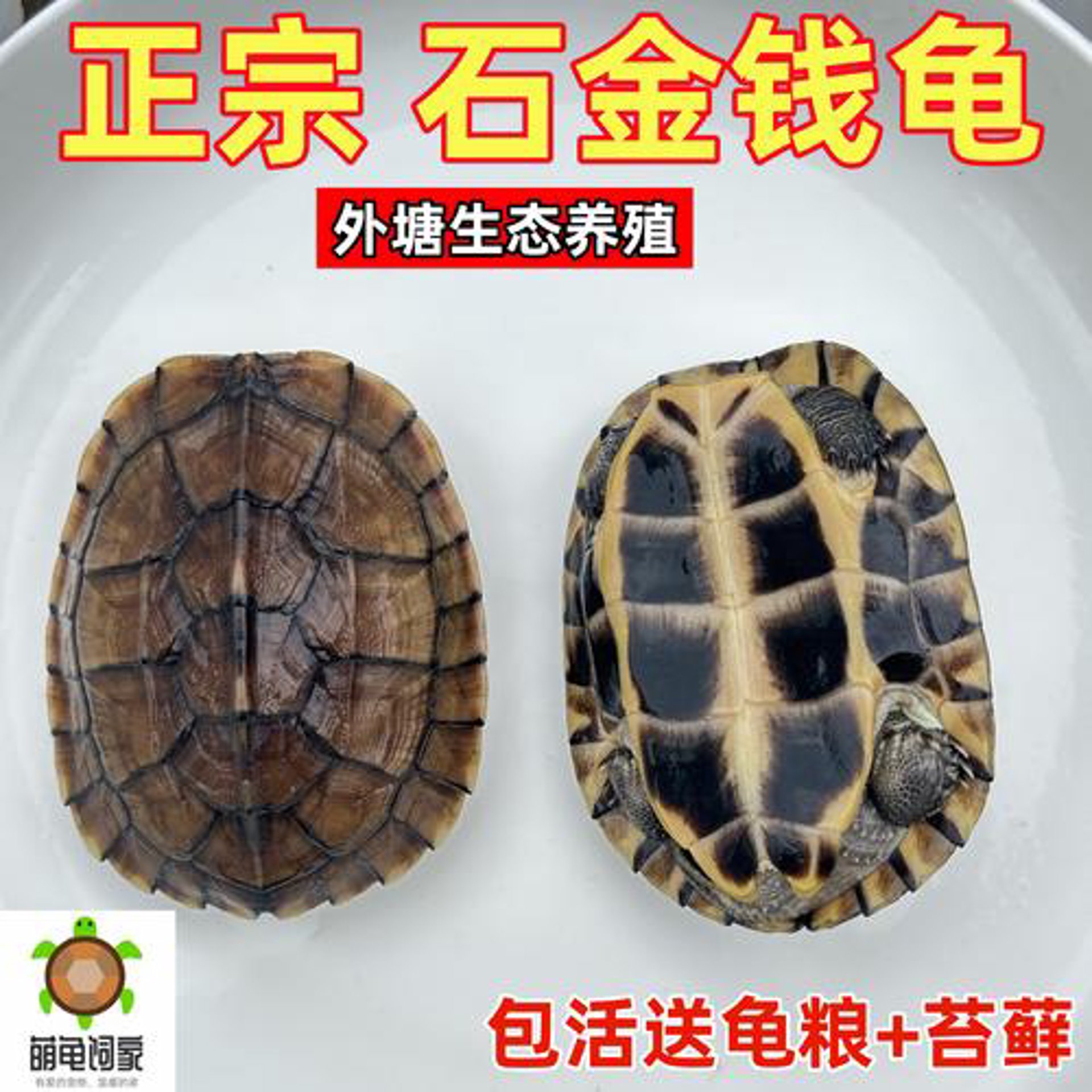 招财龟宠物