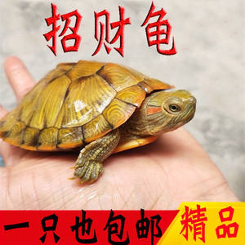 招财龟寿命